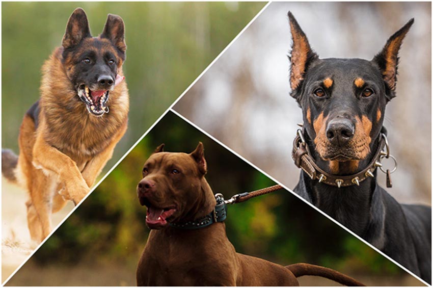 همه چیز درباره سگ نگهبان و نحوه تربیت سگ نگهبان